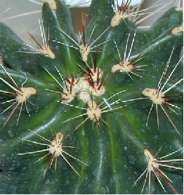 (Ferocactus hamatacanthus ssp. sinuatus )