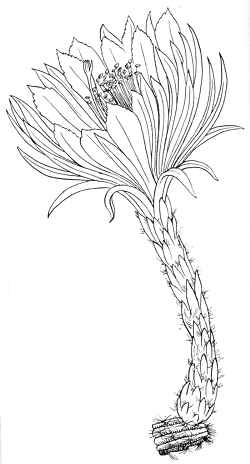 (Harrisia gracilis)