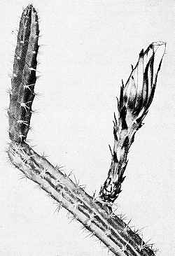 Applecactus(Harrisia pomanensis)
