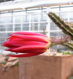 Santa Marta, Pitaya de Cerro(Disocactus speciosus)