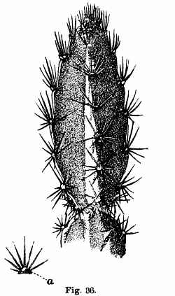 Santa Marta, Pitaya de Cerro(Disocactus speciosus)