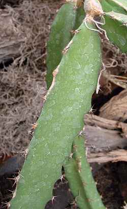 Costa Rica Nightblooming Cactus(Hylocereus costaricensis)
