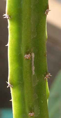 (Hylocereus minutiflorus)