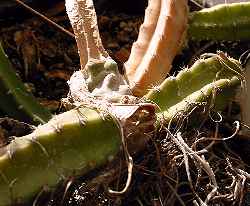 (Hylocereus minutiflorus)