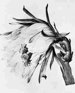 (Hylocereus monacanthus)