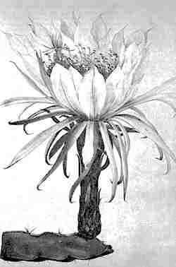 (Hylocereus ocamponis)