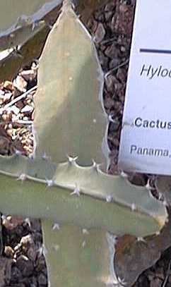 Pitajaya(Hylocereus polyrhizus)