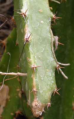 (Hylocereus triangularis)