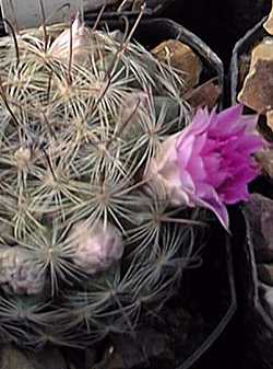 (Mammillaria longiflora ssp. stampferi )