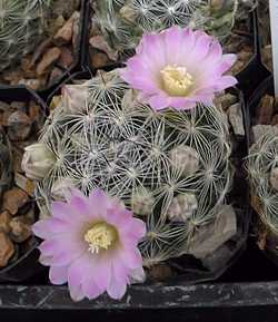 (Mammillaria longiflora ssp. stampferi )