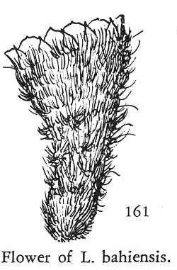 (Leocereus bahiensis)