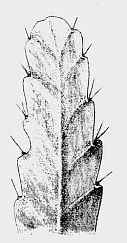 (Lepismium monacanthum)