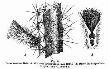 (Leptocereus assurgens)