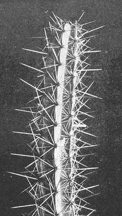 (Leptocereus maxonii)