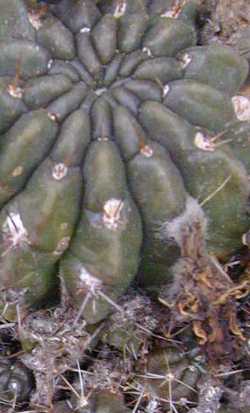 (Echinopsis hertrichiana)