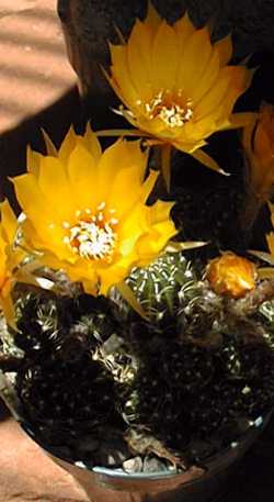 (Echinopsis ancistrophora ssp. arachnacantha )