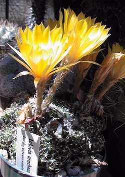 (Echinopsis ancistrophora ssp. arachnacantha )