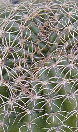 (Echinopsis ancistrophora ssp. arachnacantha )