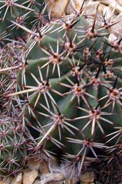 (Echinopsis aurea var. dobeana )