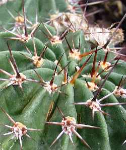 Golden Easter Lily Cactus(Echinopsis aurea)