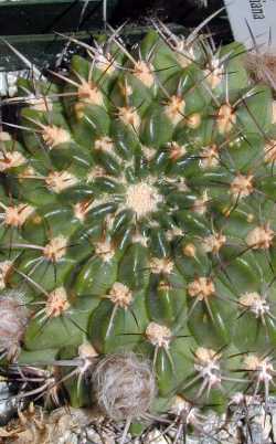 (Echinopsis cinnabarina)