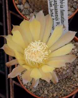 Orange Cob Cactus(Echinopsis famatimensis)