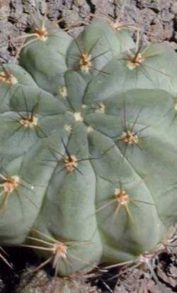 (Echinopsis marsoneri)