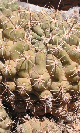 (Echinopsis marsoneri)