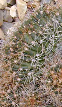 (Echinopsis obrepanda ssp. calorubra )