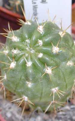 (Echinopsis pentlandii)