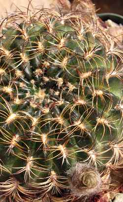 (Echinopsis tiegeliana)