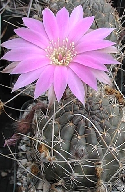 (Echinopsis backebergii)