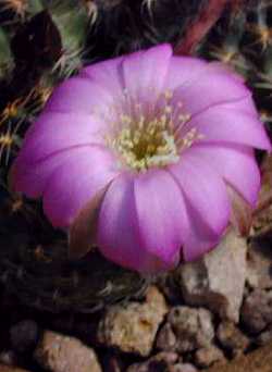 (Echinopsis backebergii)