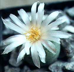 Peyote(Lophophora diffusa)