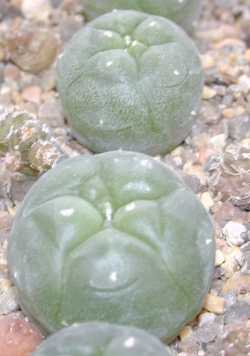 Peyote, Peyotl, Jiculi(Lophophora williamsii)