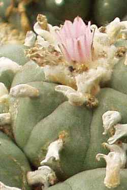 Peyote, Peyotl, Jiculi(Lophophora williamsii)