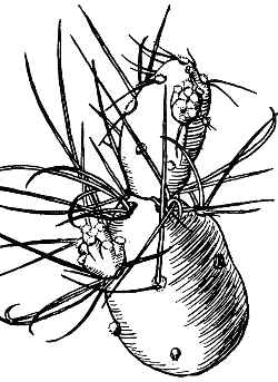 (Maihueniopsis atacamensis)