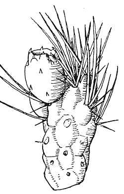 (Maihueniopsis nigrispina)