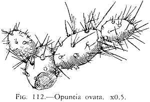 (Maihueniopsis ovata)