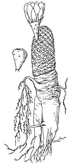 (Maihueniopsis subterranea)