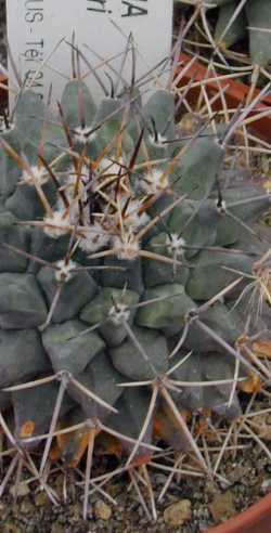 (Mammillaria winterae 'freudenbergeri')