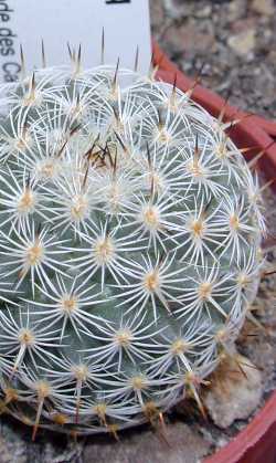 (Mammillaria pseudoperbella)