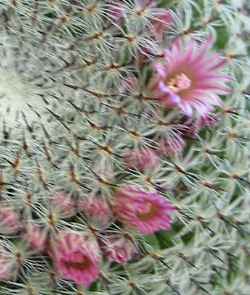 (Mammillaria pseudoperbella)