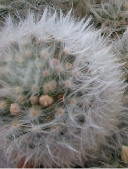 (Mammillaria albicoma)