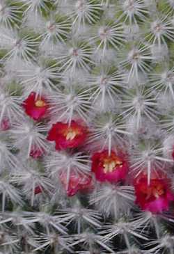 (Mammillaria albilanata)