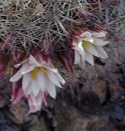 (Mammillaria angelensis)