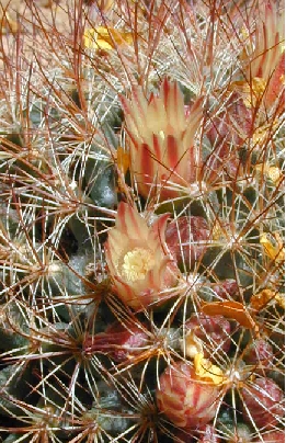 (Mammillaria petrophila ssp. arida )