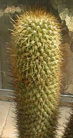 (Mammillaria armillata)