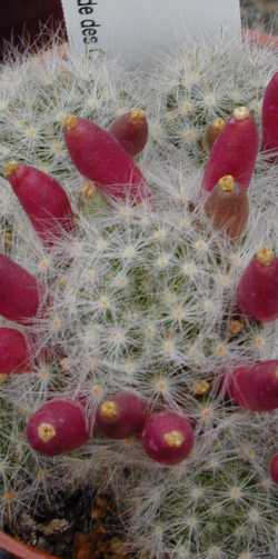 (Mammillaria glassii var. ascensionis )