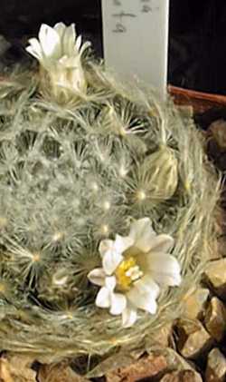 (Mammillaria aureilanata)